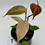 Thumbnail: Philodendron Micans Pink-Mint Variegated 