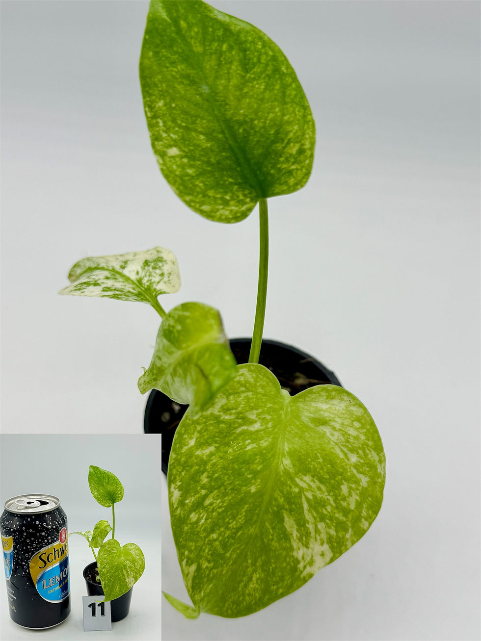 Thumbnail: Monstera Large Form “White Monster”