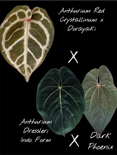 Anthurium Dorayaki × Red crystallinum il_1080xN.5640644402_gwt4.jpg