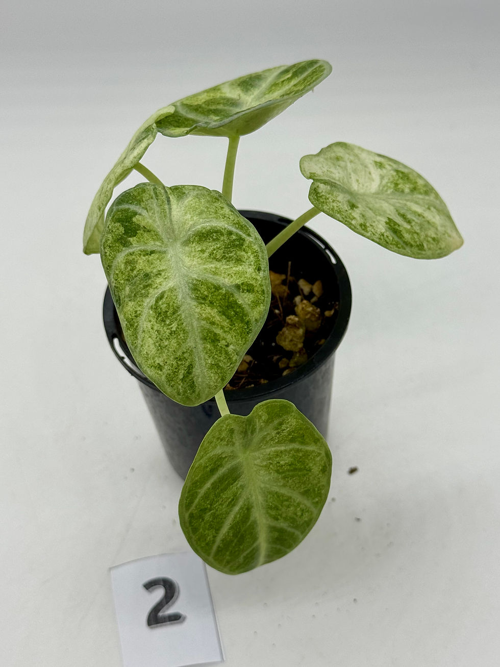 Thumbnail: Alocasia Ninja Splash Variegated in 70mm