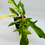 Thumbnail: Philodendron Florida Beauty x Tortum Variegated in 70mm