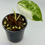 Thumbnail: Alocasia Watsoniana  DOff Variegated 