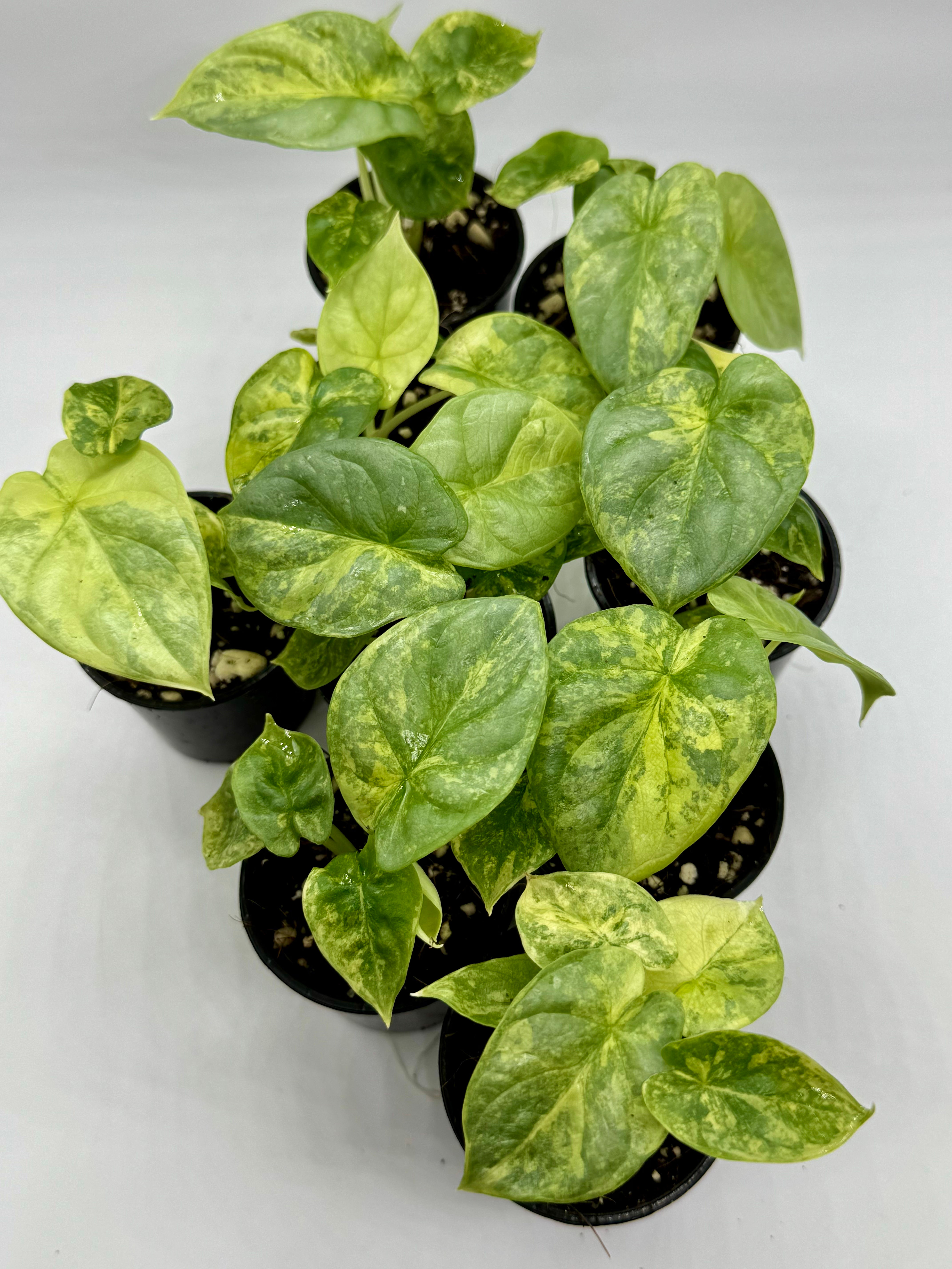 Alocasia Silver Dragon Aurea Variegated in 50mm