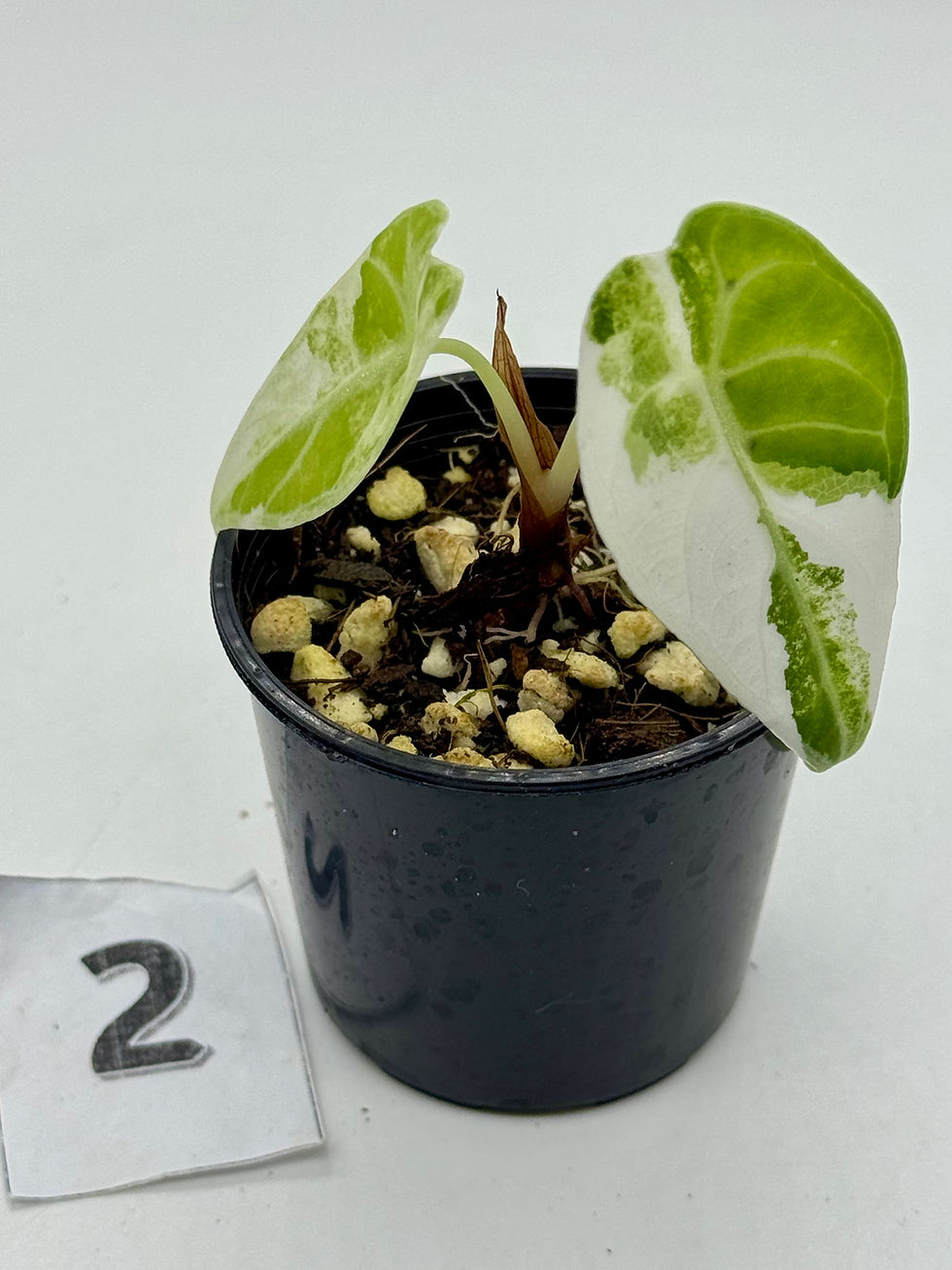 Thumbnail: Alocasia Watsoniana Doff Variegated 