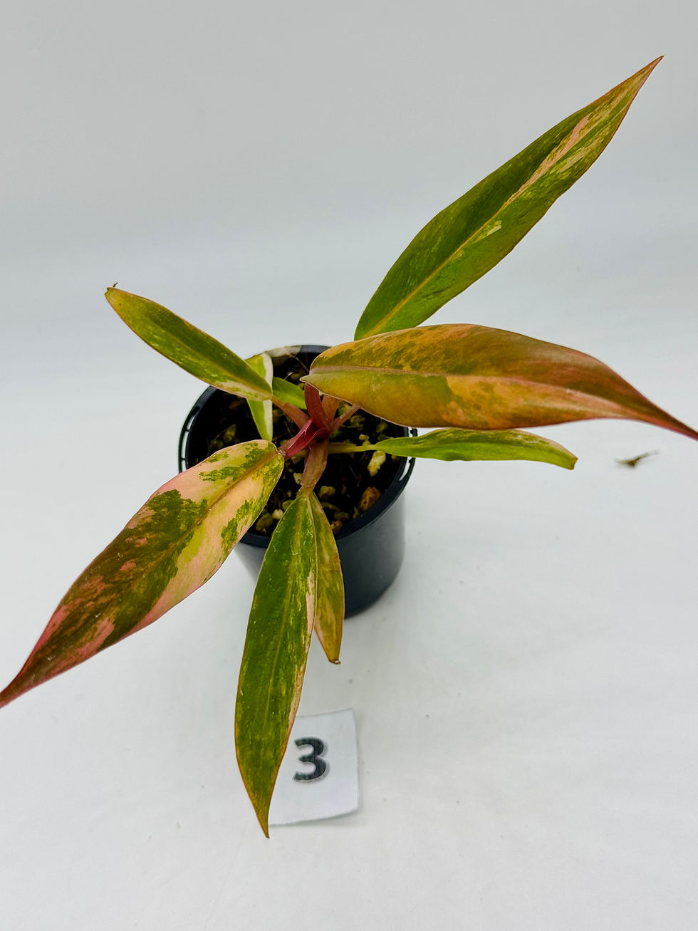 Thumbnail: Philodendron Caramel Marble Variegated