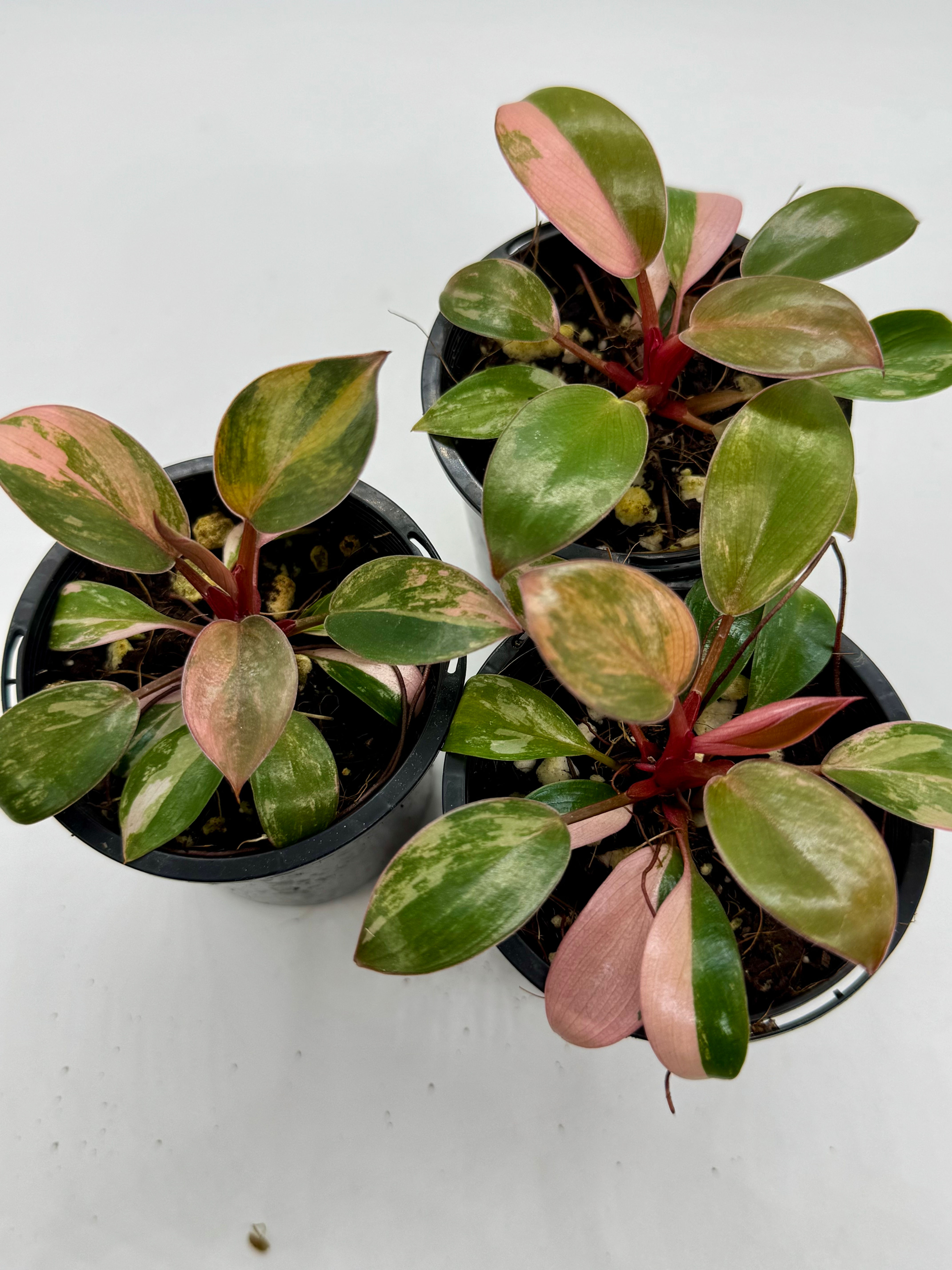 Philodendron Red Congo Variegated