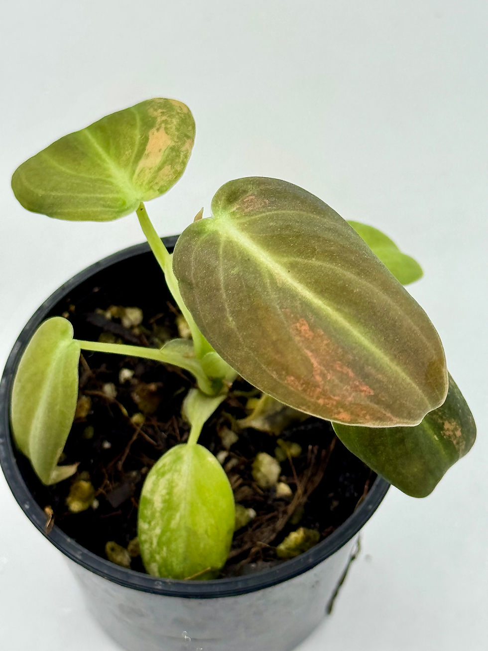 Thumbnail: Philodendron Melanochrysum Pink Orange Variegated 