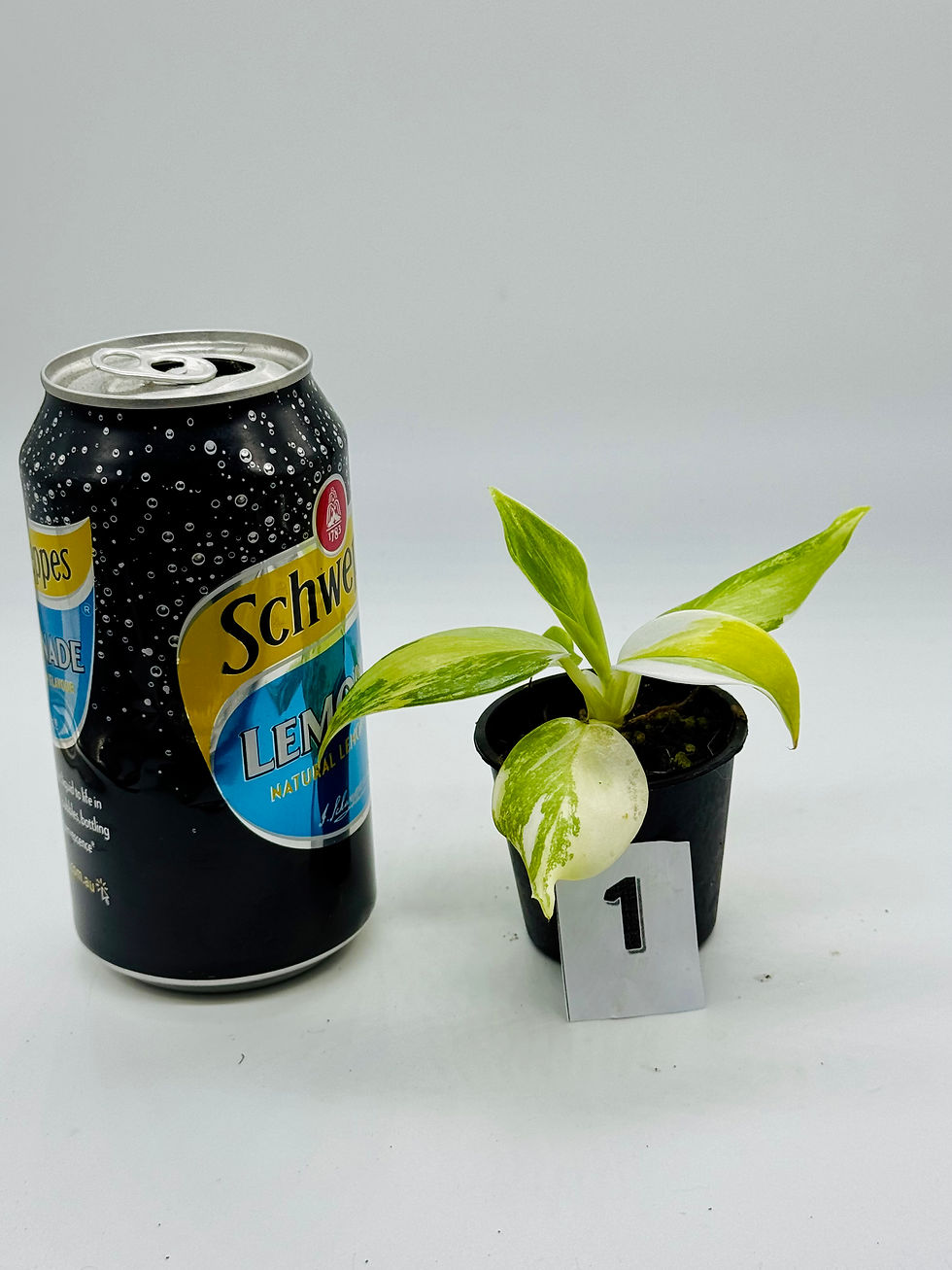 Thumbnail: Philodendron White Wizzard Aurea-Tricolour Variegated 