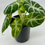 Thumbnail: Alocasia Ninja Aurea Variegated 