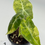 Thumbnail: Alocasia Suhirmania Aurea Variegated 