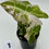 Thumbnail: Alocasia Amazonica Pink -Albo Variegated in 50mm