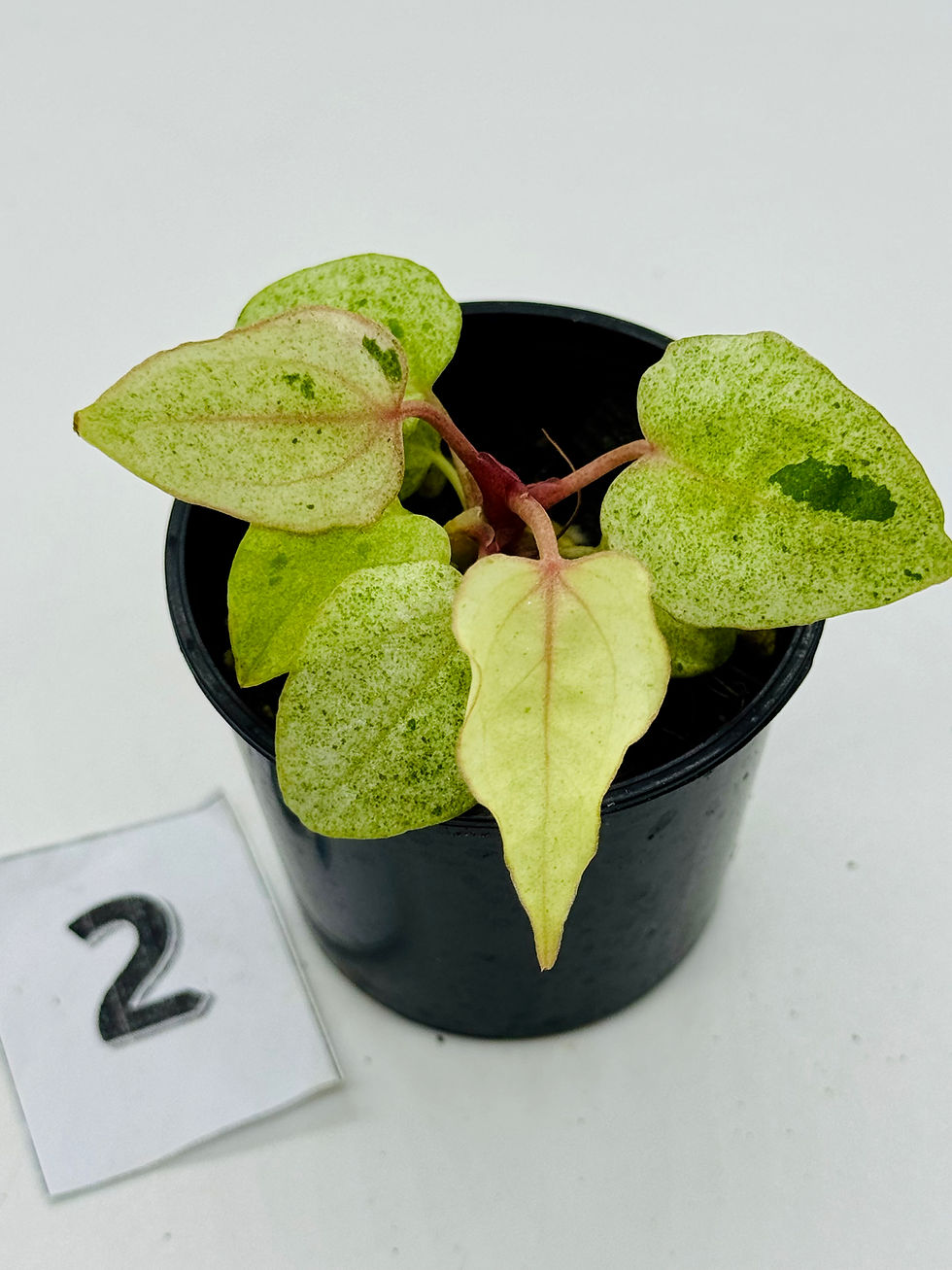 Thumbnail: Anthurium Ace of Spades x Papillilaminum Variegated 