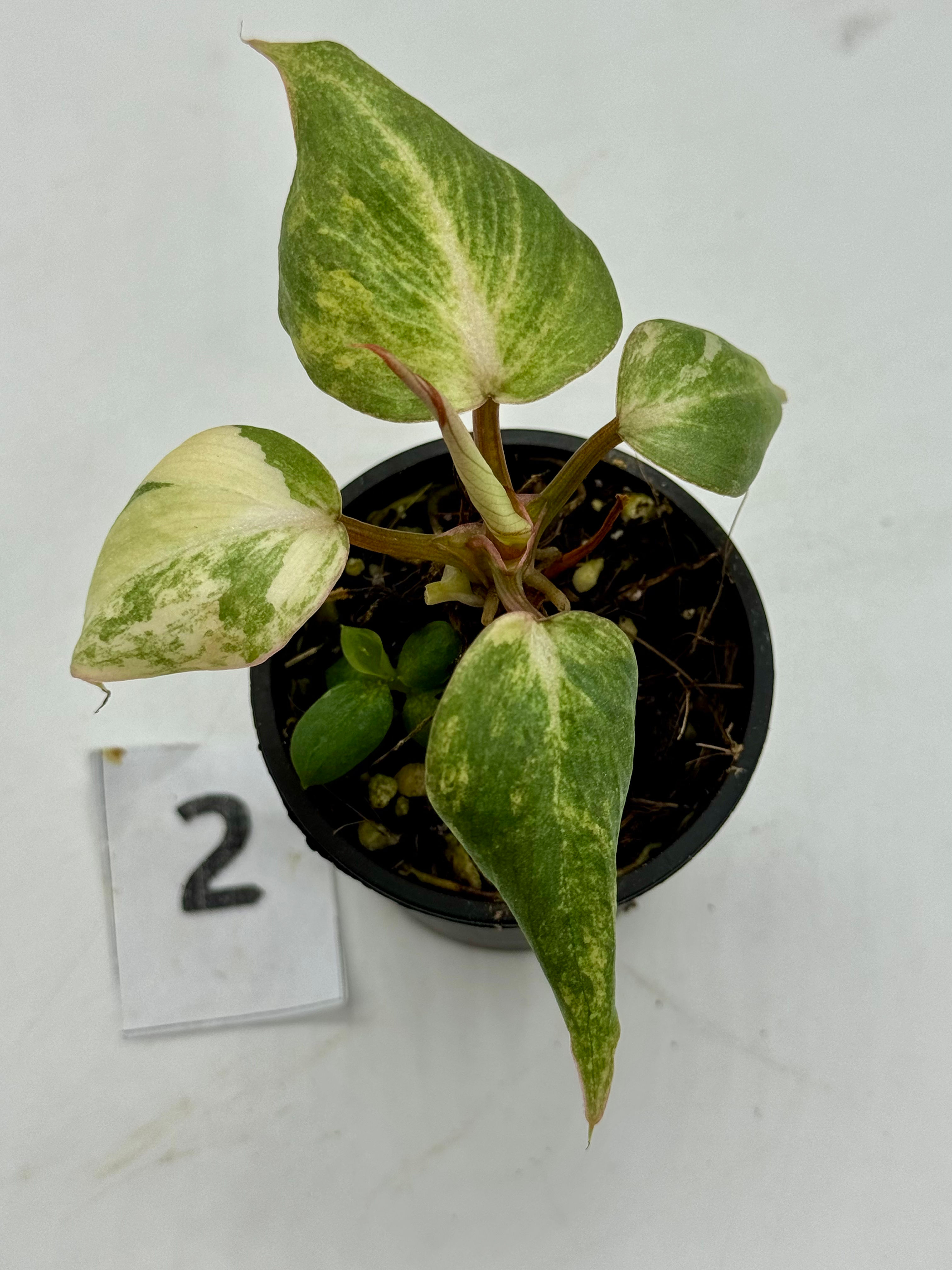 Philodendron Gloriosum Variegated #2