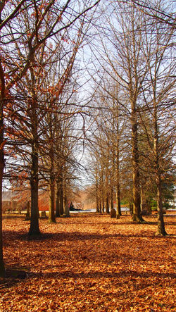 The Allee