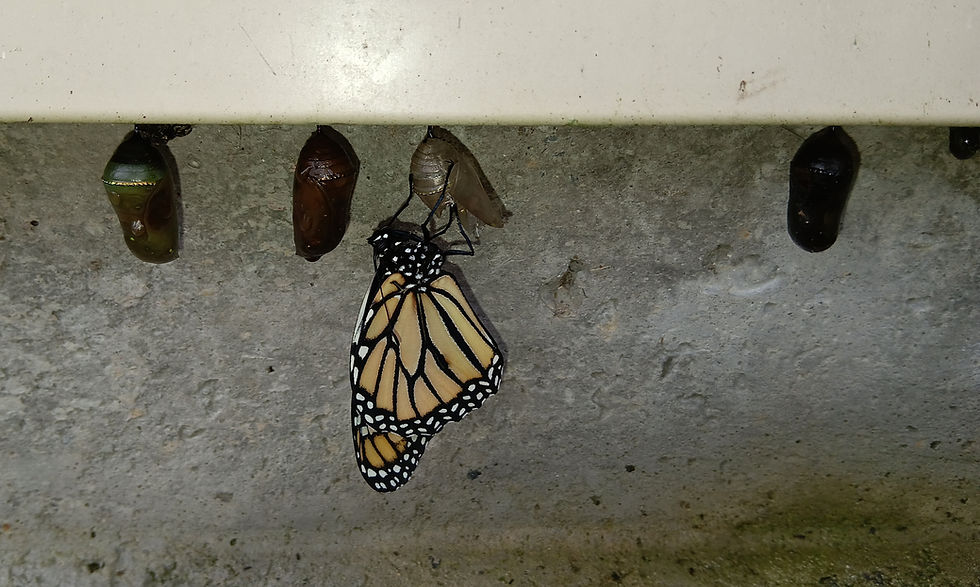 Caterpillars are using all kinds of places to safely metamorphize.