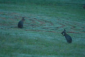 Wallabies on labyrinth.JPG