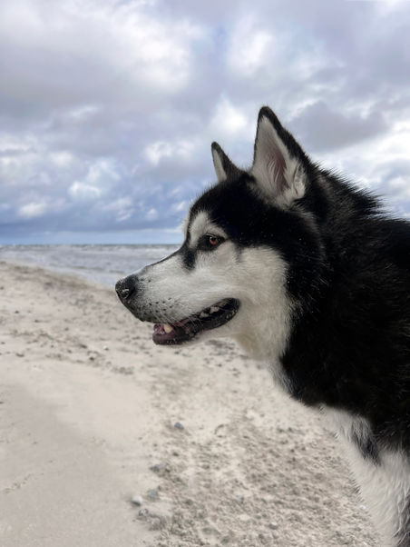 Hundfotograf Djurfotograf Kattfotograf
Trelleborg Ystad Skåne