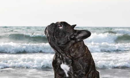 Hundfotograf Djurfotograf Kattfotograf
Trelleborg Ystad Skåne