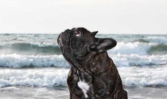 Hundfotograf Djurfotograf Kattfotograf
Trelleborg Ystad Skåne
