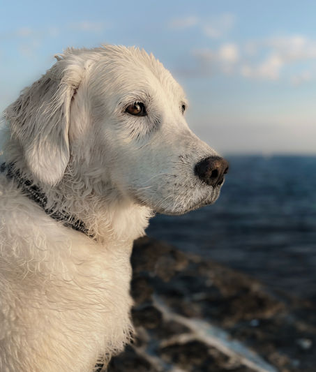 Hundfotograf Djurfotograf Kattfotograf
Trelleborg Ystad Skåne