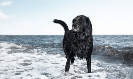 Hundfotograf Djurfotograf Kattfotograf
Trelleborg Ystad Skåne