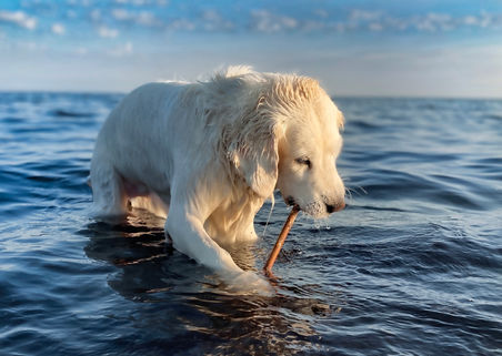 Hundfotograf Djurfotograf Kattfotograf
Trelleborg Ystad Skåne