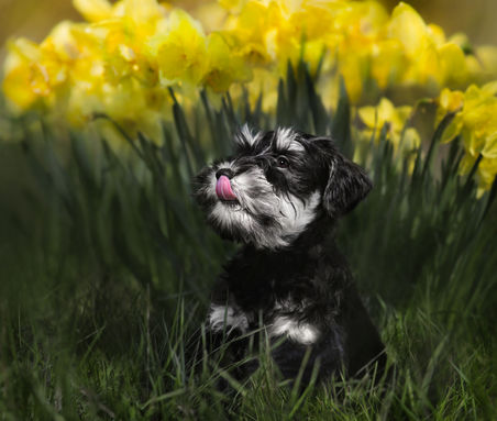 Hundfotograf Djurfotograf Kattfotograf
Trelleborg Ystad Skåne