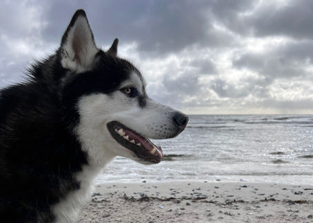 Hundfotograf Djurfotograf Kattfotograf
Trelleborg Ystad Skåne