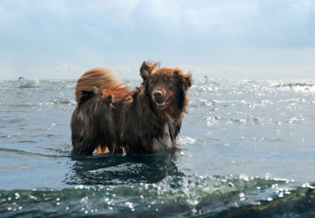 Hundfotograf Djurfotograf Kattfotograf
Trelleborg Ystad Skåne