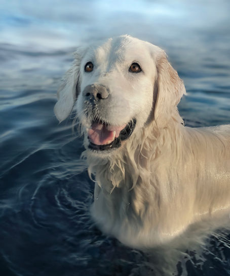 Hundfotograf Djurfotograf Kattfotograf
Trelleborg Ystad Skåne