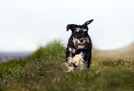 Hundfotograf Djurfotograf Kattfotograf
Trelleborg Ystad Skåne