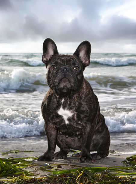 Hundfotograf Djurfotograf Kattfotograf
Trelleborg Ystad Skåne