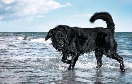 Hundfotograf Djurfotograf Kattfotograf
Trelleborg Ystad Skåne