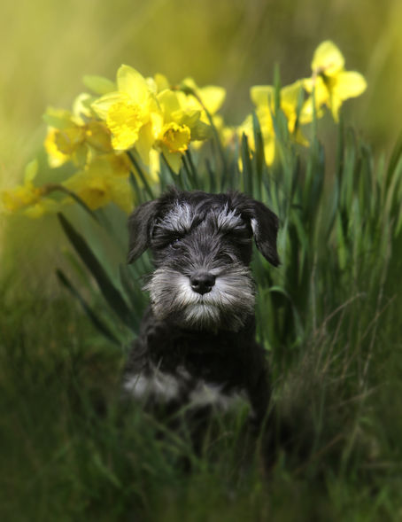 Hundfotograf Djurfotograf Kattfotograf
Trelleborg Ystad Skåne