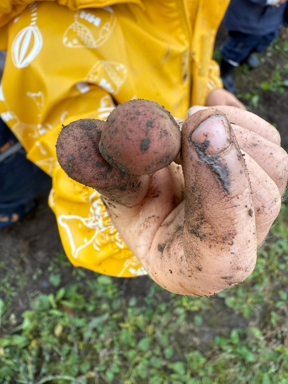 En barnehånd med en liten potet mellom fingrene