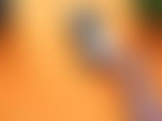 Comprender los diferentes modelos de puntuación FICO para tu credito!
