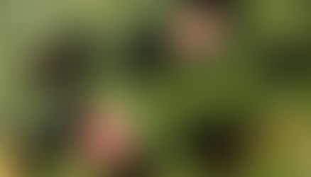 Kamping: A momma’s pilgrimage to Perspective