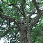 tree-oak_edited.jpg