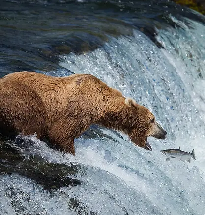Riederer-Bear-Cam.jpg.webp