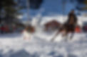 Skijor Skowhegan-63.jpeg