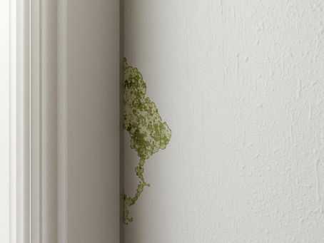 Mold on the wall