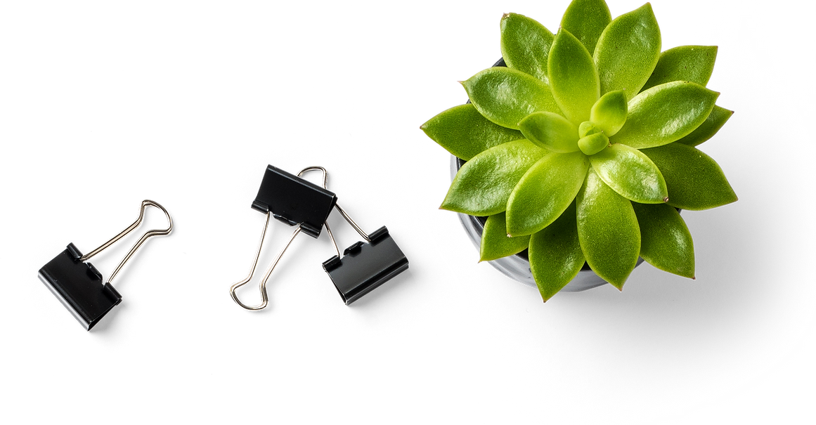 Plante succulente et pinces pour reliure