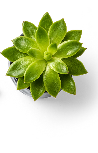 Succulent Plant and Binder Clips