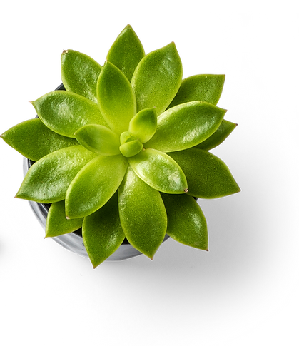 Plantas suculentas y clips de carpeta
