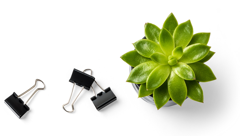 Plante succulente et pinces pour reliure