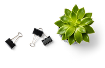 Plante succulente et pinces pour reliure
