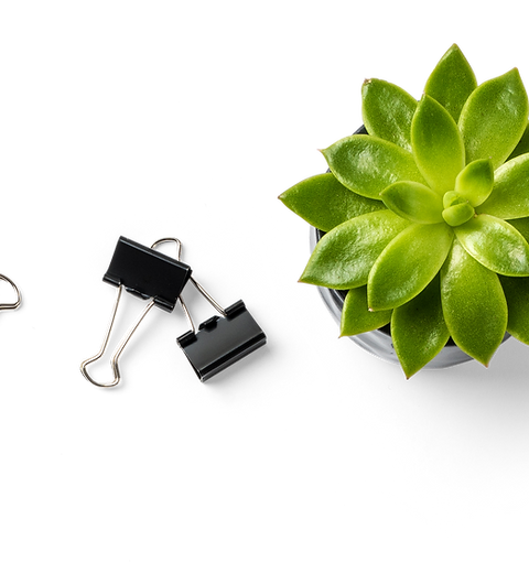 Succulent Plant and Binder Clips