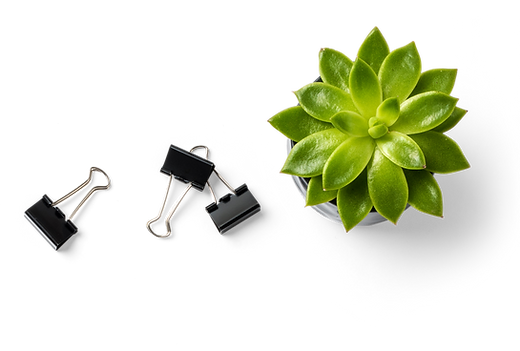Succulent Plant and Binder Clips