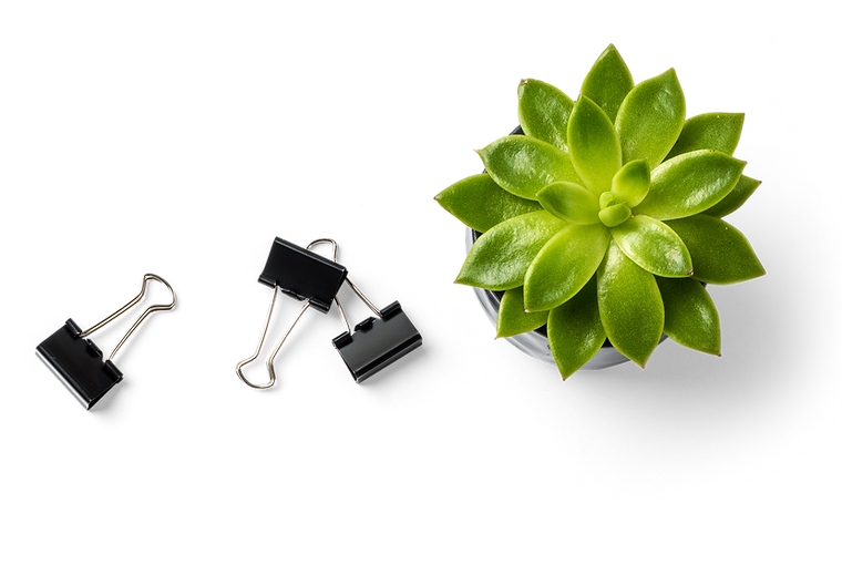 Succulent Plant and Binder Clips