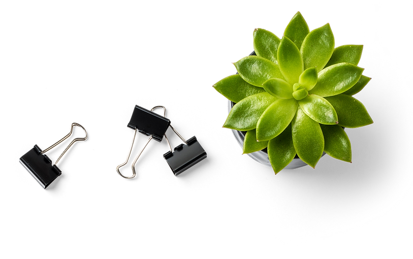Succulent Plant and Binder Clips